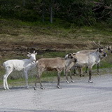 Bears trail  - Reindeers